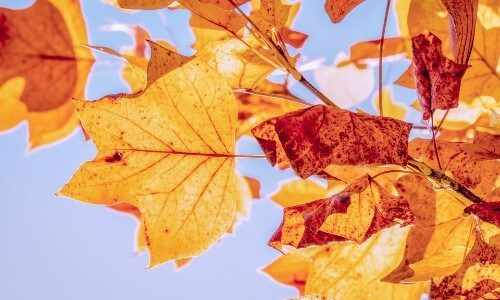 [年内入学] 秋のキャンペーン